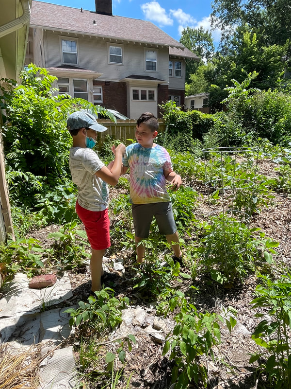 Two boys in a garden looking at the peppers they've picked